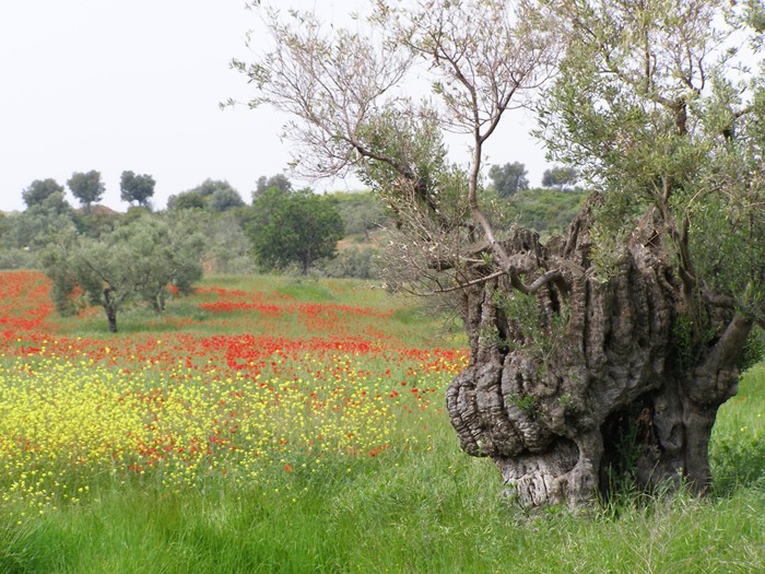 Chalkidiki, Frhlingslandschaft