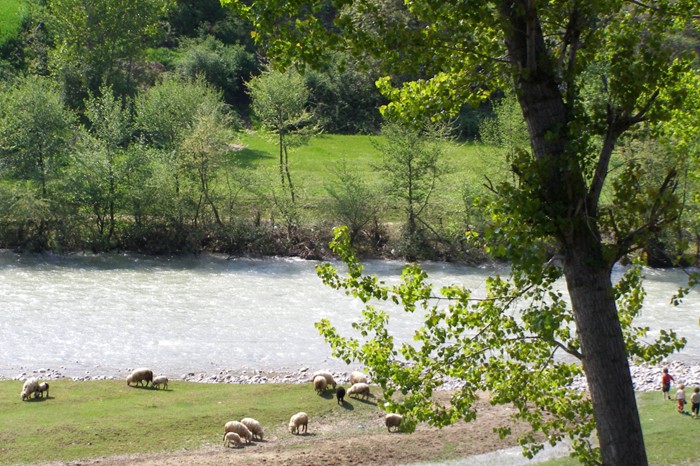 Landschaft bei Qukes mit Schafen