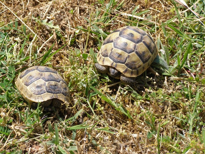 bei Feres, Schildkrten